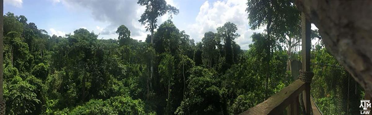Ghana-forest-canopy-1751