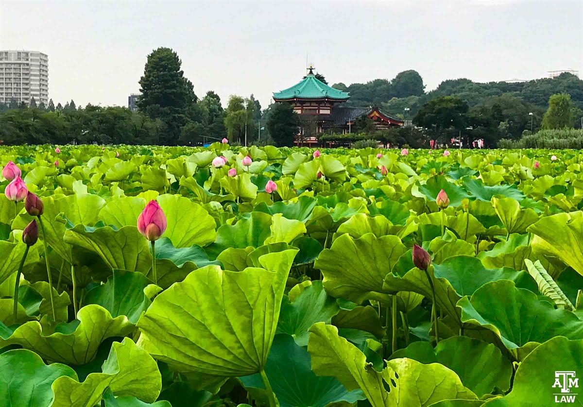 Shinobazu Pond Ueno Park