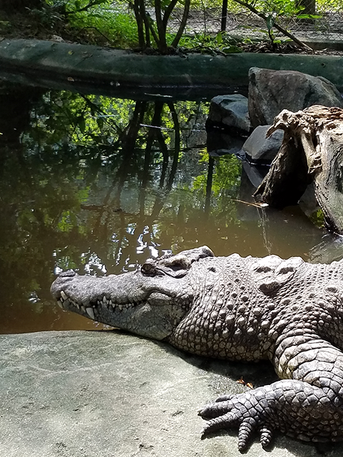 Crocodile in Cambodian wildlife rescue center