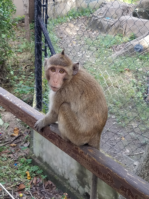 Monkey in Cambodia wildlife rescue center