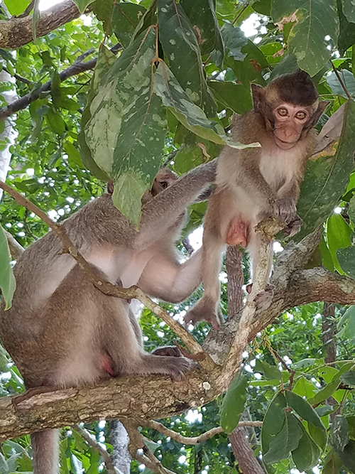 Monkeys in Cambodian wildlife rescue center
